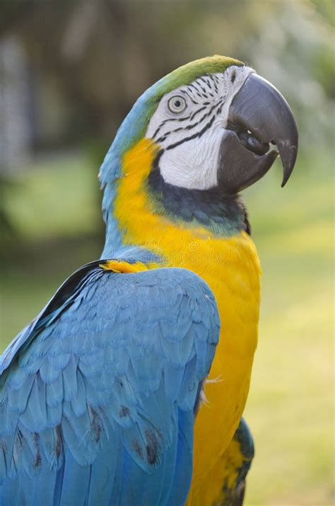 Image result for Parrot Side View