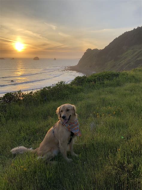Golden Retriever at Sunset