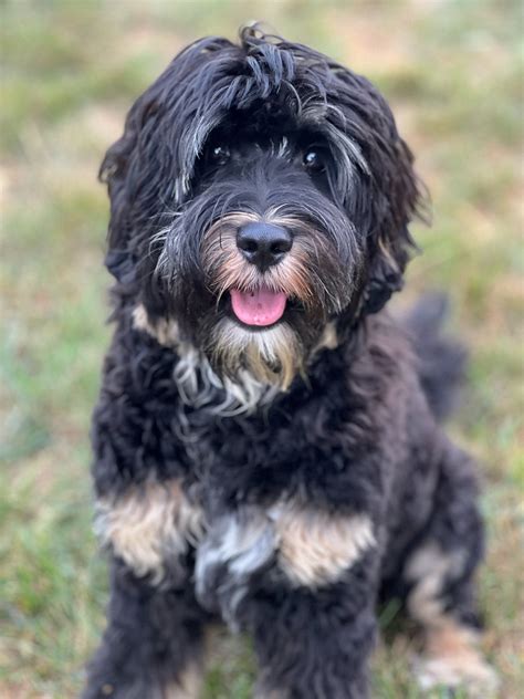 Temperament Assessment | Discover Your Puppy’s Traits Today — Ohio ...