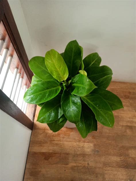 Greenedge Organic Vermiwash (5 Liters) Liquid Concentrate Fertilizer ...