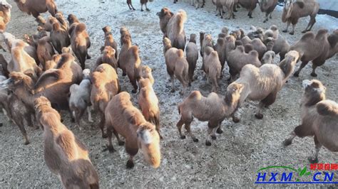 养殖骆驼怎么样？ “驼”起群众致富梦 - 好项目网