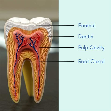 Tooth Pain Like Contractions at Scott Drain blog