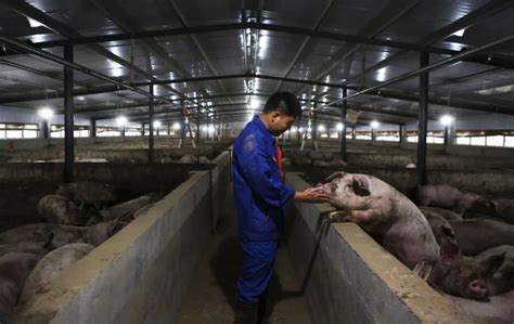 农村养猪：当前猪场的类型及特点 - 养猪场建设/养猪技术 - 中国养猪网-中国养猪行业门户网站