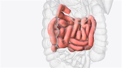 Image result for Small Intestine Jejunum