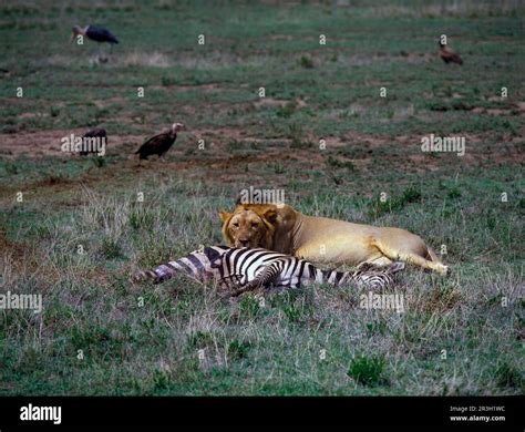 African Lion Niche Lion Niche Lion, Lions (Panthera leo), Predators ...