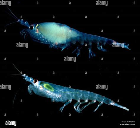 Krill, small crustacea of the zooplankton which feed on phytoplankton, and which form diet of ...