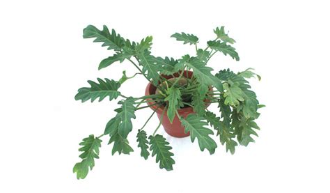 Green Planet Thrissur Kerala,Landscape Design & Construction Thrissur ...