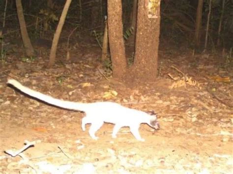 ओड़िशा: सतकोसिया टाइगर रिज़र्व में 129 साल बाद दिखाई दिया एक दुर्लभ ...