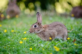 Image result for White Bunny Rabbit Animal