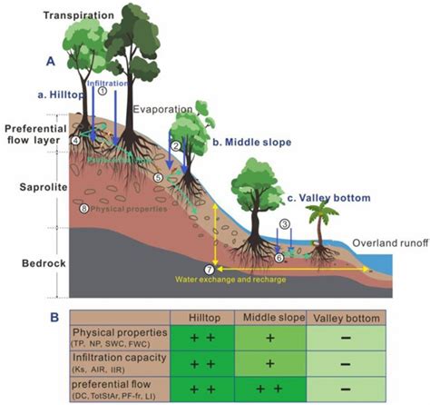 热带山地森林不同坡位对土壤水分入渗和优先流的影响_科研进展_植物通