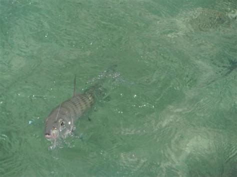 DEEP CREEK LODGE (Andros, Bahamas) - Lodge Reviews, Photos, Rate ...