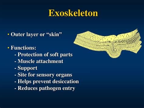 Insect 的图像结果