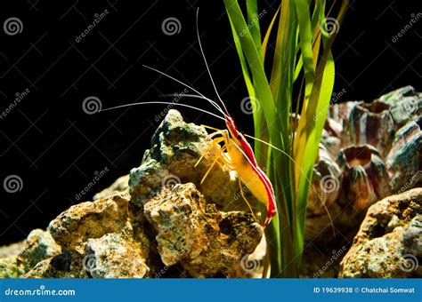 Deep sea shrimp stock photo. Image of single, live, alive - 19639938