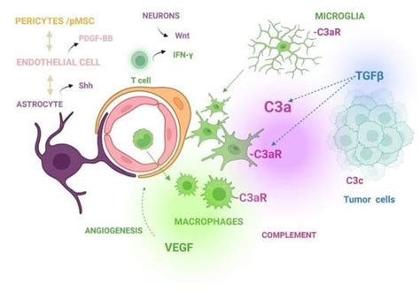 Complement Activation and Up-Regulated Expression of Anaphylatoxin C3a ...