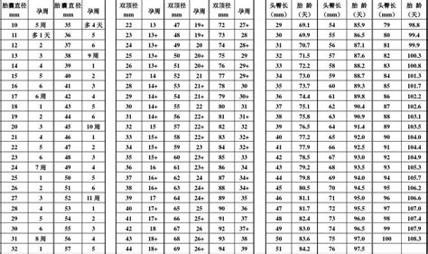 13周顶臀径标准对照表-千图网