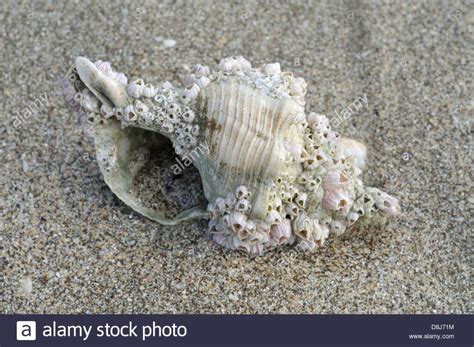 Image result for Empty Barnacle Shell