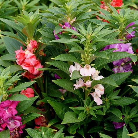Impatiens-Flower seeds– Exotic Flora