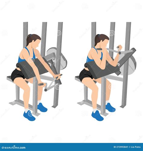 Woman Doing Machine Bicep Preacher or Concentration Curls, Arm Biceps ...