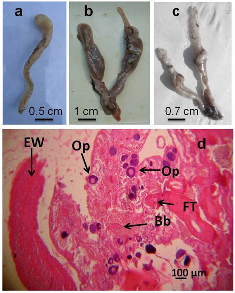 Gonadal Disorder in the Thinlip Grey Mullet (Liza ramada, Risso 1827 ...