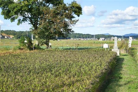 1798林峰林若荷1798林峰荷花小说2022已更新今日资讯