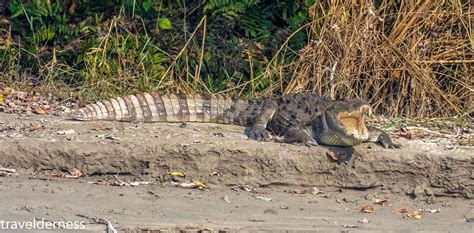 Pilibhit Tiger Reserve - Attractions