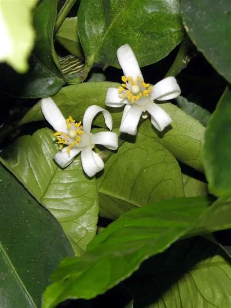 Citrus limon, Cherunaregam, Lemon,, ചെറുനാരകം | SMPB Kerala