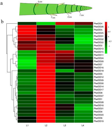 Genome-Wide Identification of the Highly Conserved INDETERMINATE DOMAIN ...