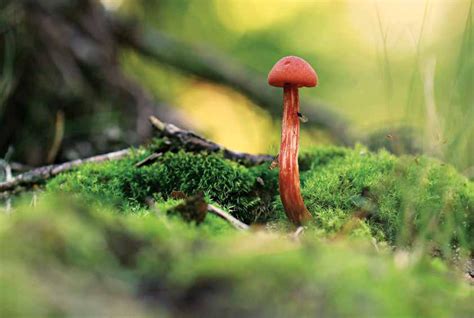 UNVEILING NATURE'S HIDDEN GEMS: TIPS ON CAPTURING THE BEAUTY OF FUNGI ...