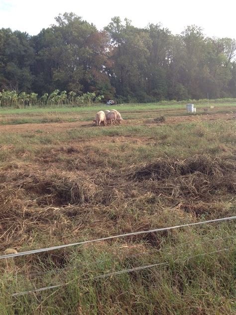 Image result for Waste Problem Farm Animals