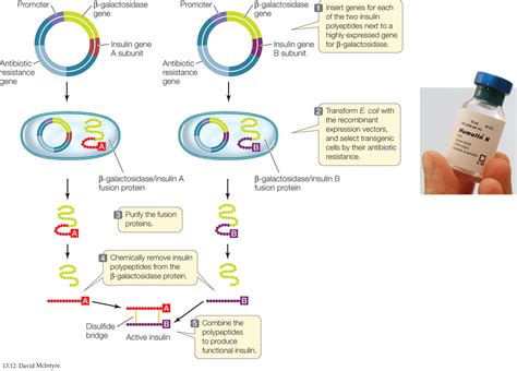 Image result for Genetic Engineering Process Diagram