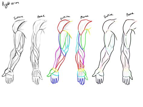 Arm Muscle Drawing