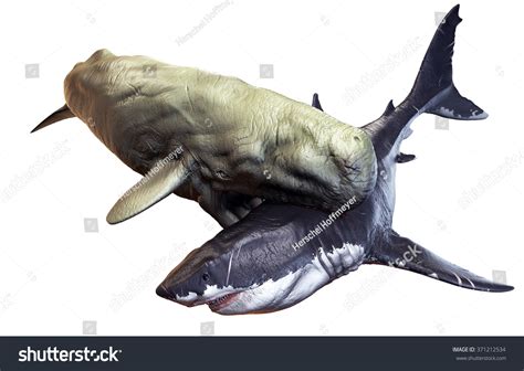 Livyatan Vs Megalodon 3d Rendered Scene Stock Illustration 371212534 ...