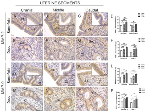 Differential Remodelling of Endometrial Extracellular Matrix in the Non ...