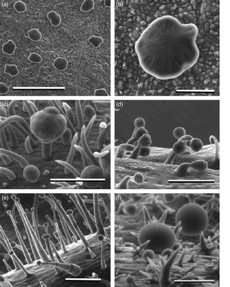 Scanning electron micrographs of diverse eudicot glandular trichomes ...