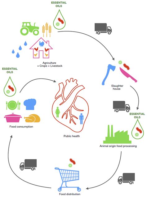 The Applicability of Essential Oils in Different Stages of Production ...