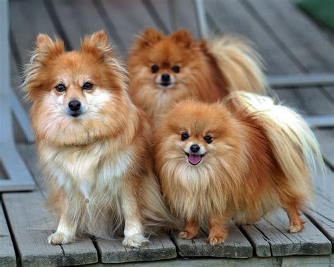 Dog Breed Directory: Pomeranian Dog Breed
