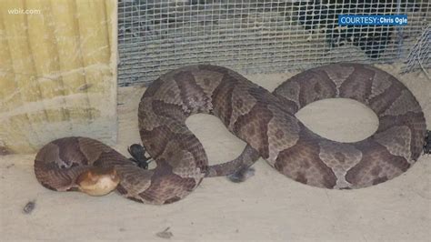 Copperhead Snake Live Birth at Jade Haylen blog