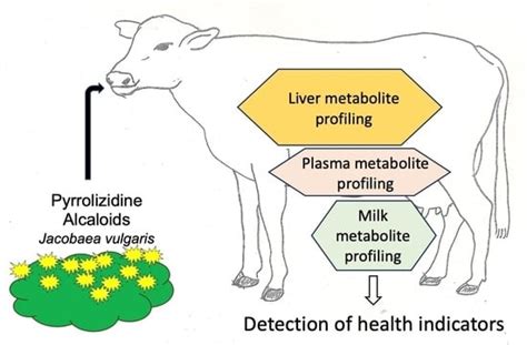 Metabolite Profiling in the Liver, Plasma and Milk of Dairy Cows ...