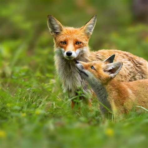 Image result for Animal Behaviour