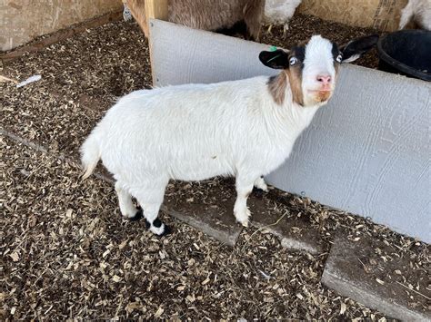 I used Letterkenny at the naming structure for my herd of Myotonic ...