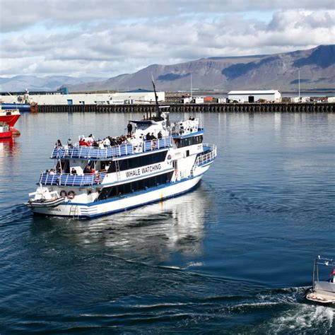 Whale Watching in Iceland | What's On in Reykjavík