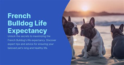 French Bulldog Life Expectancy: Maximizing Longevity and Health - Talk ...