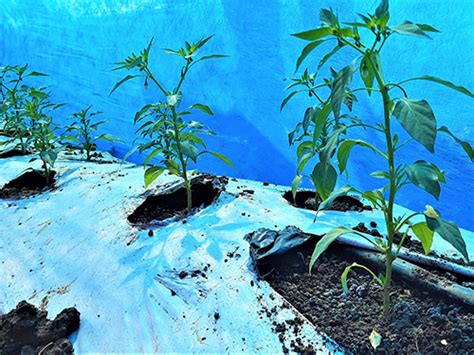 High-Quality Crop Covers for Faster, Healthier Growth - Agriplast Tech ...
