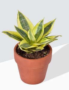 Cloud Farm Snake Plant Price in India - Buy Cloud Farm Snake Plant ...