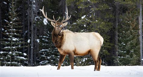 Wildlife In Banff