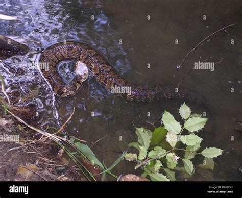 Water moccasin cottonmouth venomous snake agkistrodon piscivorus Stock Photo - Alamy - venom of water moccasin