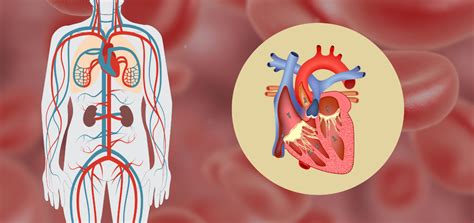 Image result for Circulatory System