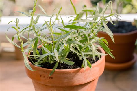 Tarragon: Care and Growing Guide