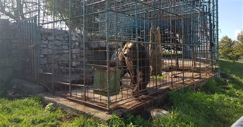 Slovenia: Euthanasia of Captive Bear Mitko - FOUR PAWS International ...