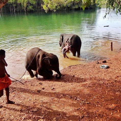 ELEPHANT REHABILITATION CENTRE (2025) All You Need to Know BEFORE You ...